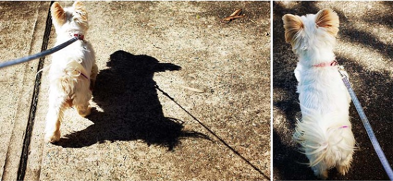 sydney dog photographer