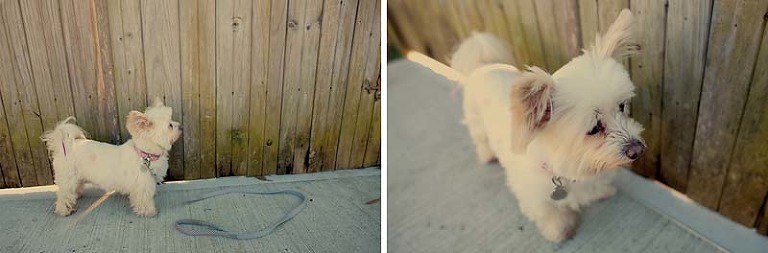 sydney dog photographer