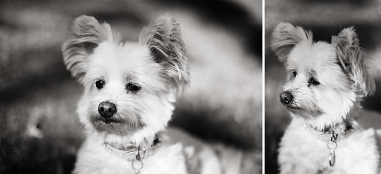 sydney dog photographer