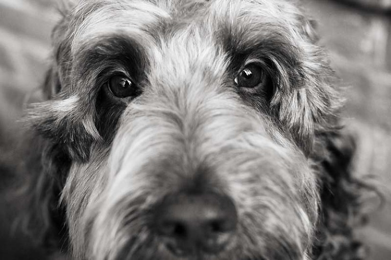 sydney dog photographer