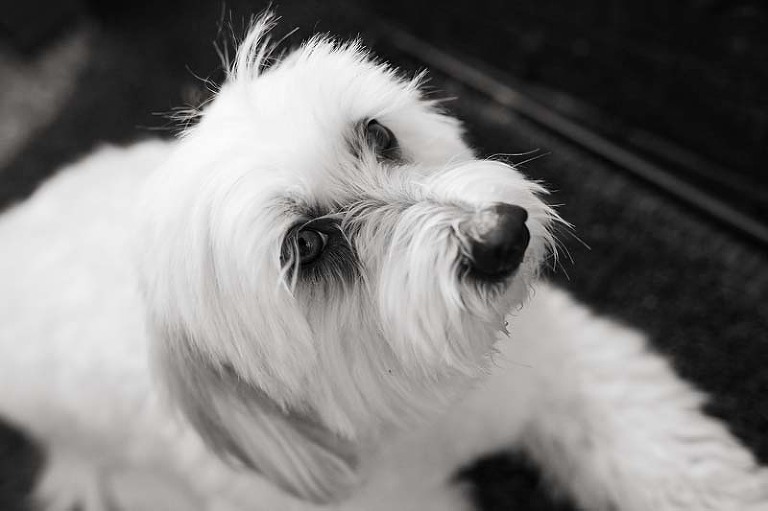 sydney dog photographer