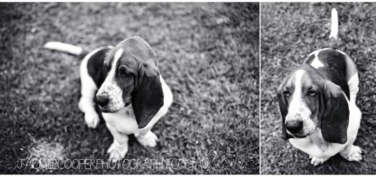dog portraits by jackie cooper photography