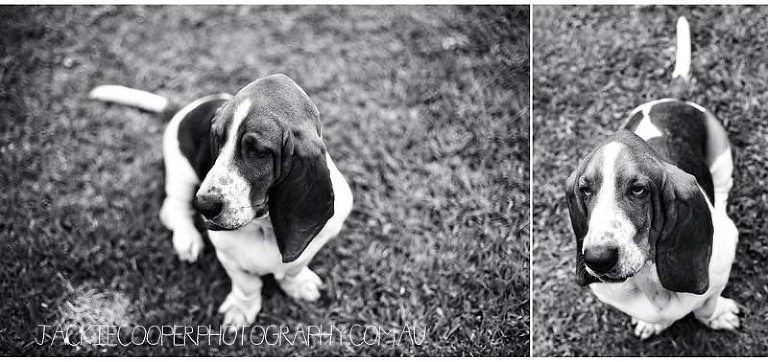 dog portraits by jackie cooper photography