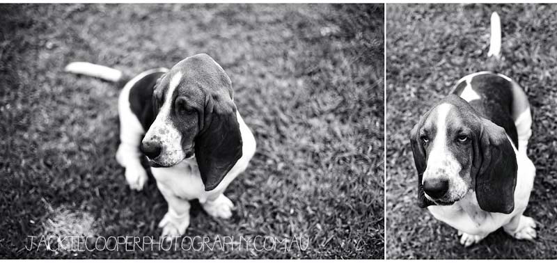 dog portraits by jackie cooper photography dog portraits by jackie cooper photography