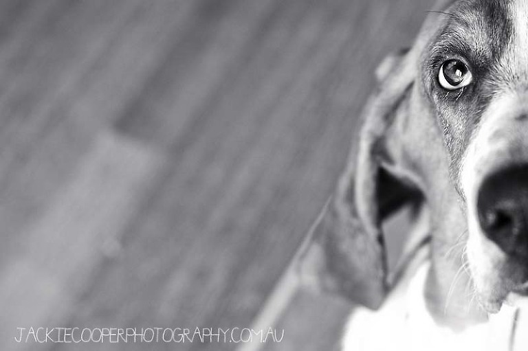 dog portraits by jackie cooper photography