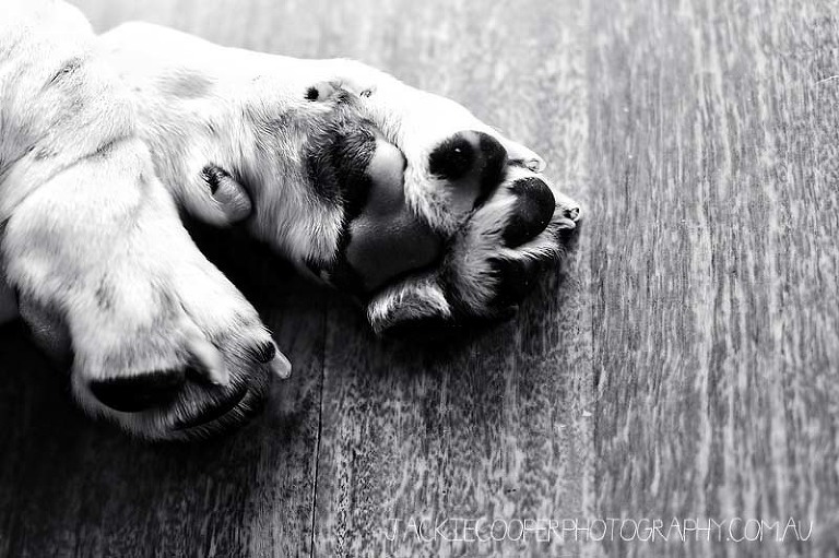 dog portraits by jackie cooper photography
