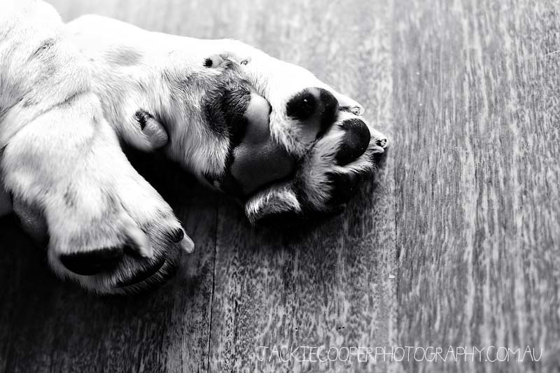 dog portraits by jackie cooper photography dog portraits by jackie cooper photography