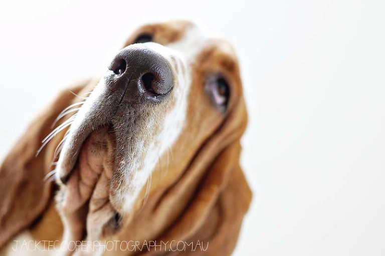 dog portraits by jackie cooper photography