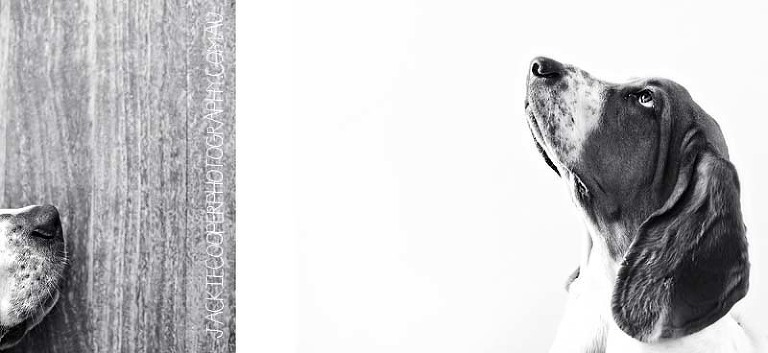 dog portraits by jackie cooper photography