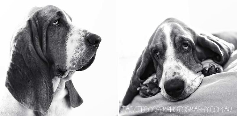 dog portraits by jackie cooper photography