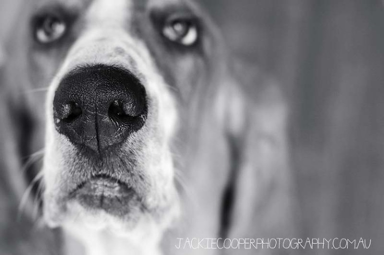 dog portraits by jackie cooper photography