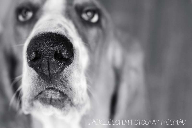 dog portraits by jackie cooper photography dog portraits by jackie cooper photography