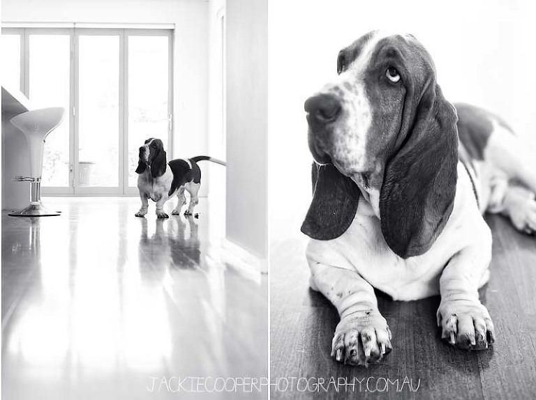 dog portraits by jackie cooper photography