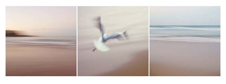 ocean, seagull, manly beach triptych