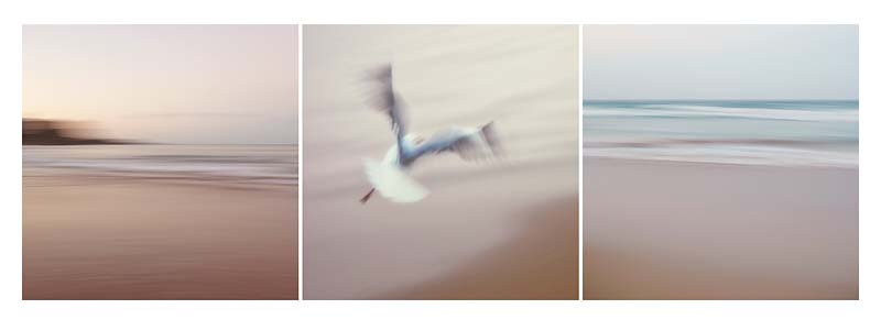 ocean, seagull, manly beach triptych