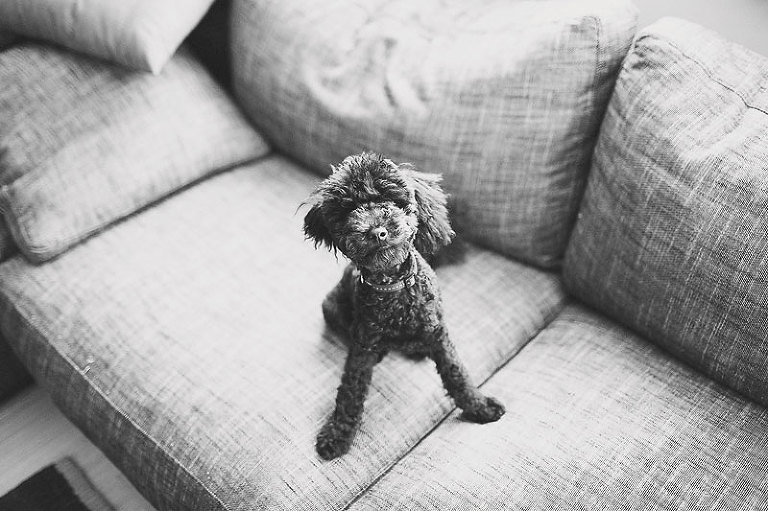 toy poodle puppy