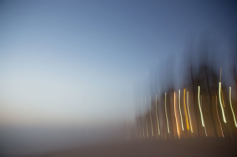 norfolk pines at manly beach - impressionist photography