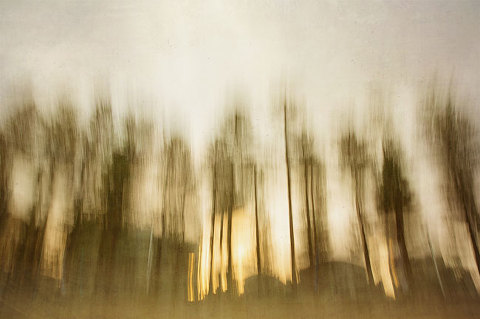 norfolk pines at manly beach | impressionist photography