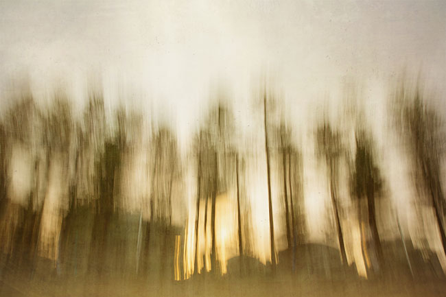 norfolk pines at manly beach | impressionist photography