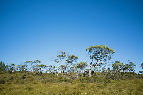 overland track, tasmania
