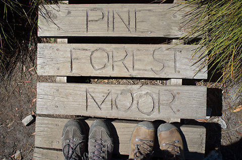 overland track, tasmania - pine forest moor