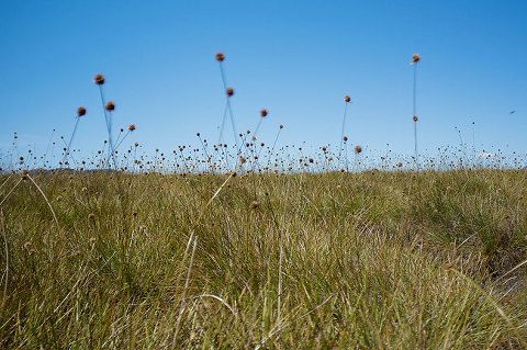overland track, tasmania