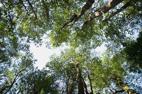overland track, tasmania