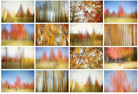 Glorious autumn colours in Mt Wilson in the Blue Mountains